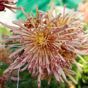 Evan's Dream Chrysanthemum - Wholesale Pack