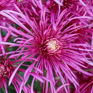 Seaton's Ashleigh Chrysanthemum - Wholesale Pack